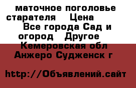 маточное поголовье старателя  › Цена ­ 3 700 - Все города Сад и огород » Другое   . Кемеровская обл.,Анжеро-Судженск г.